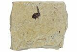 Fossil Beetle (Carabidae) - Bois d’Asson, France #290722-1